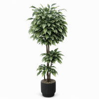 Ceviz Yapraklı Ağaç